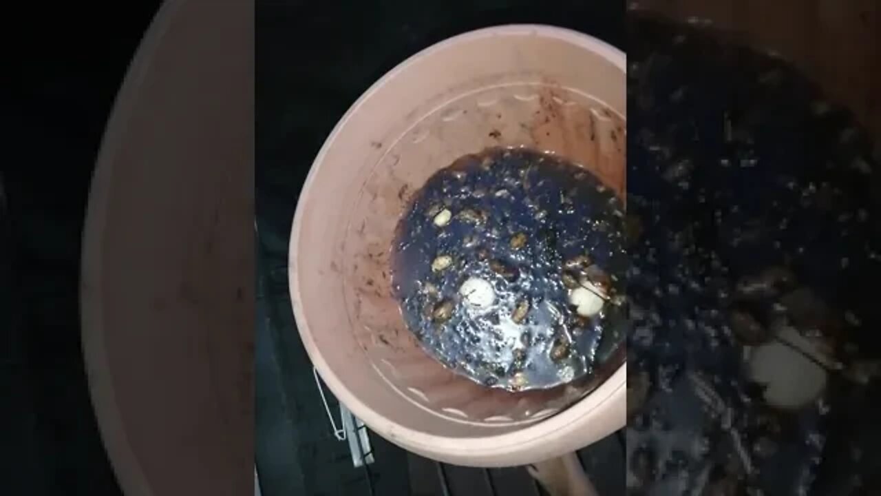 This is what happens if you forget to put out the compost scraps for half a year