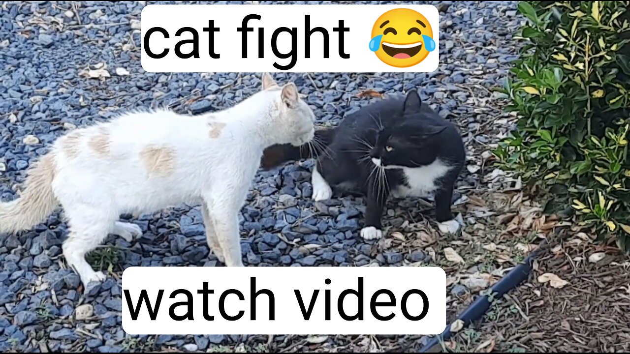 2 cats fight 😂