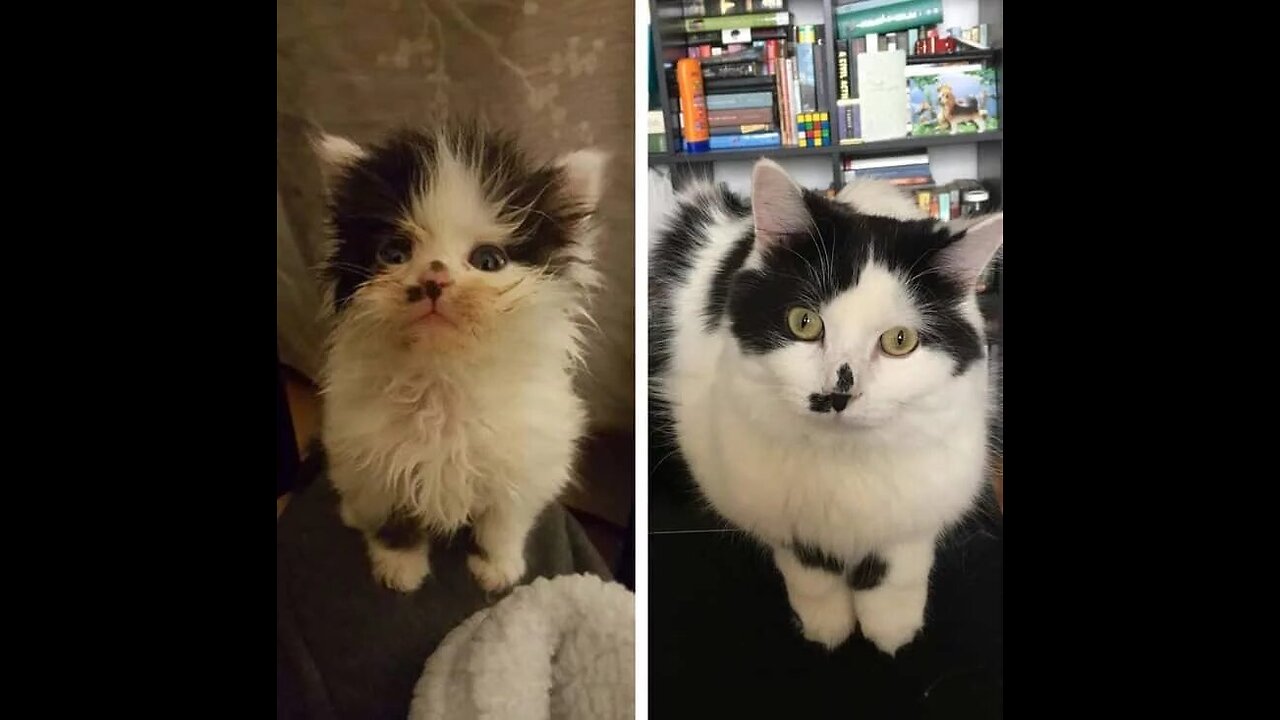 Cat is Funny