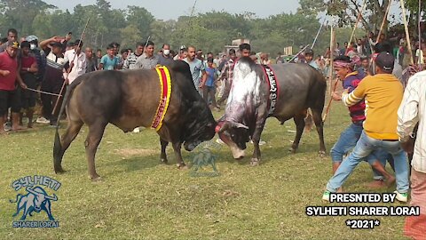 Angery Bullfighter 😵 must watch