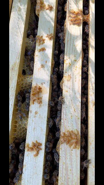 Honey Bees 🐝 #ChamberlinFamilyFarms #beehive #farming #homesteading