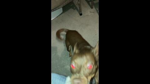 Dixie the Devil Dog