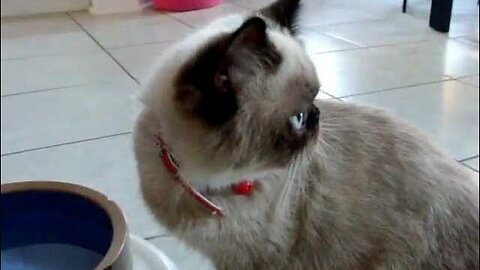 Prada Dog brings Boston Cat a Squeaky Toy to Play With