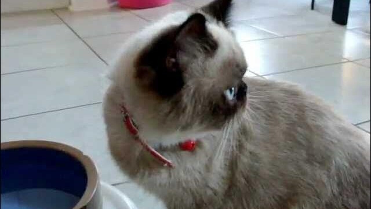 Prada Dog brings Boston Cat a Squeaky Toy to Play With