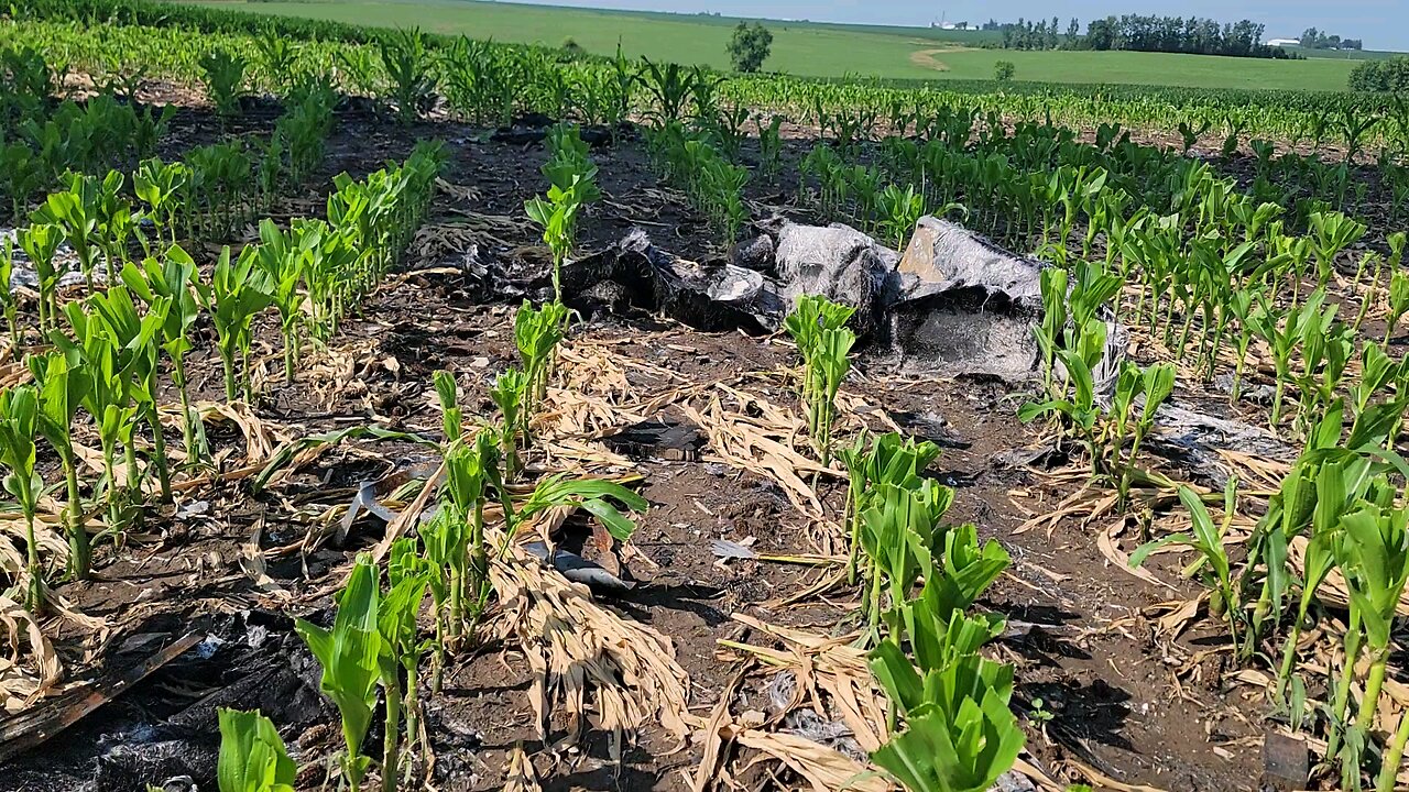 Wind turbine blade spread across cornfield