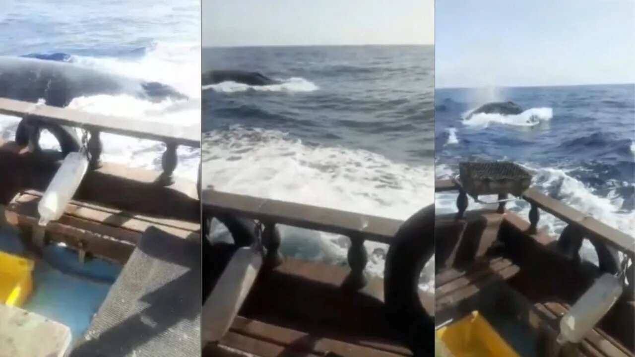 Baleia segue barco e Pescador Entra Em Pânico 'Oh, Jesus { VÍDEO }