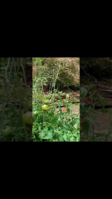 Tomato plant Hornworm damage