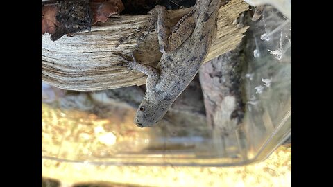 Insane slo-mo lizard 🦎 jumping