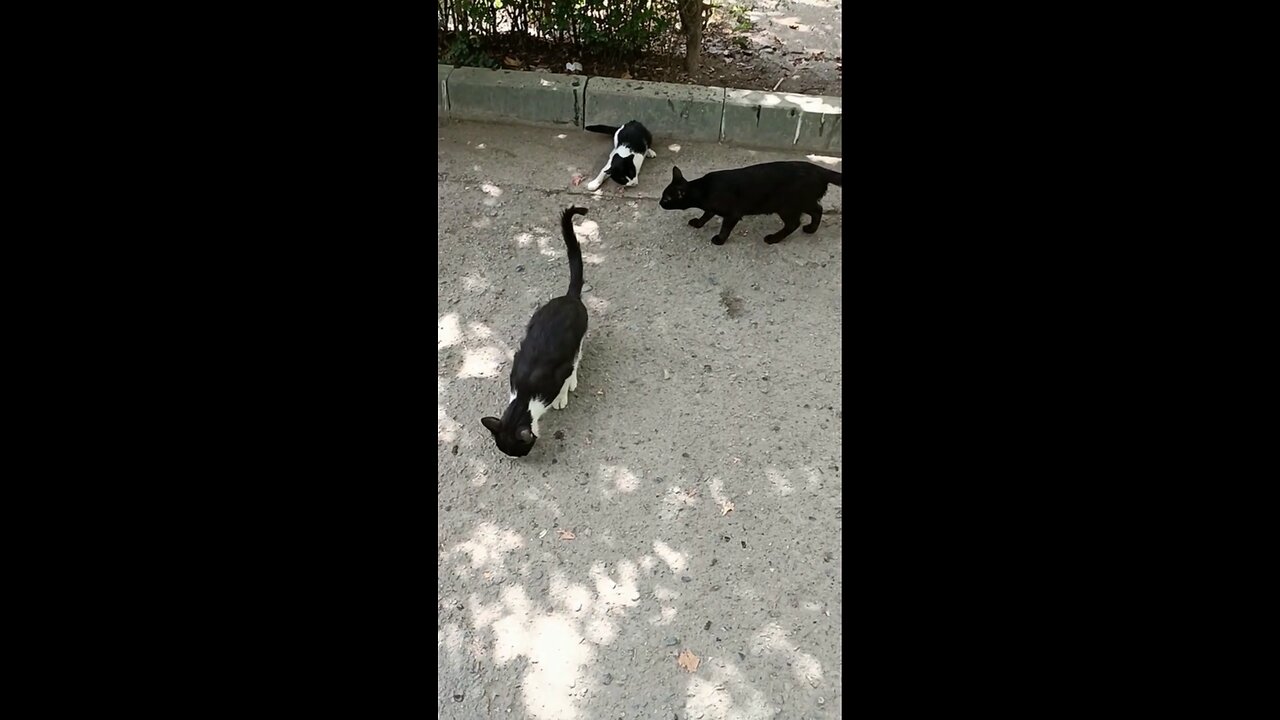 cute and beautiful cats are eating food