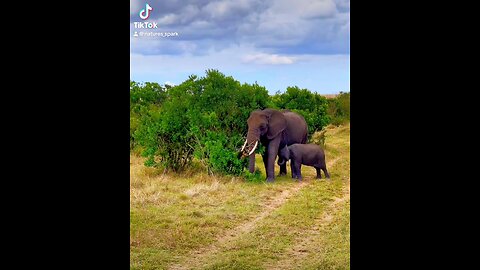 Tanzania wildlife