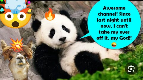 Interesting videos of funny panda antics