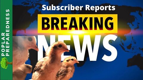 Food Shortage & Chicks Update - SUBSCRIBER REPORTS - Empty Shelves (April 2)