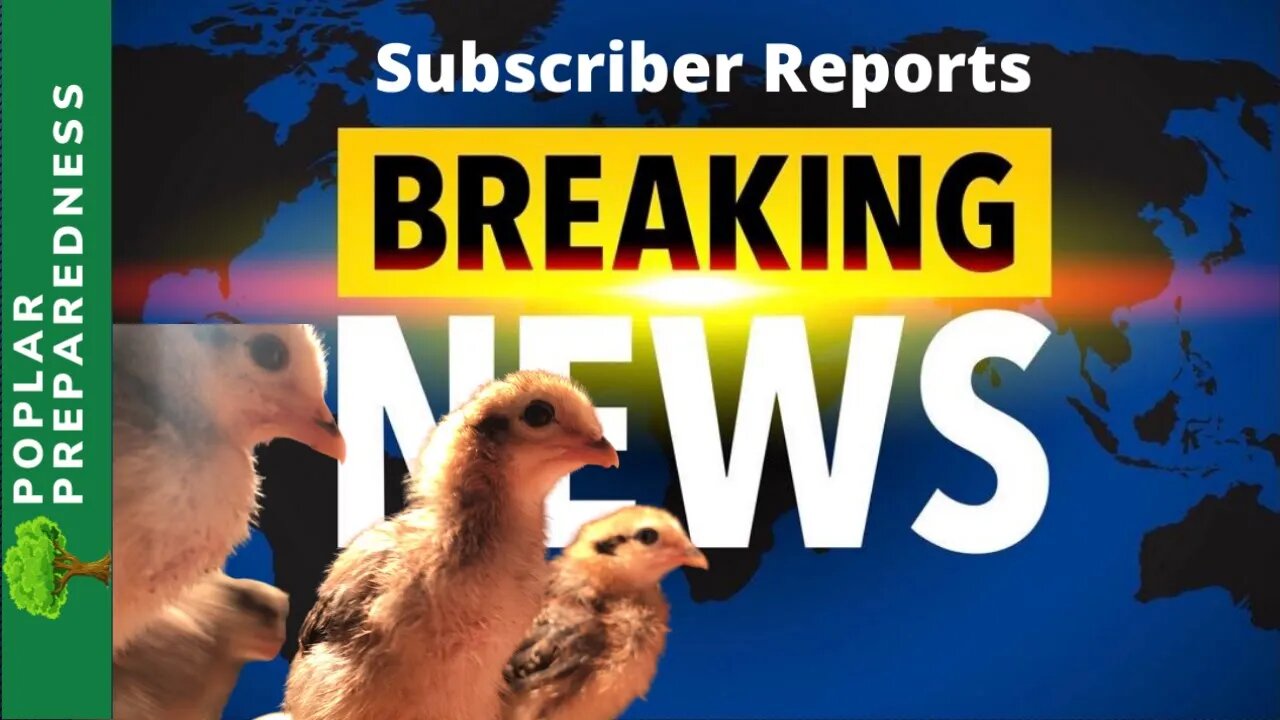 Food Shortage & Chicks Update - SUBSCRIBER REPORTS - Empty Shelves (April 2)