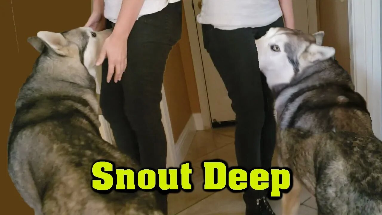 Introducing My Girl Friend To My Jealous Husky