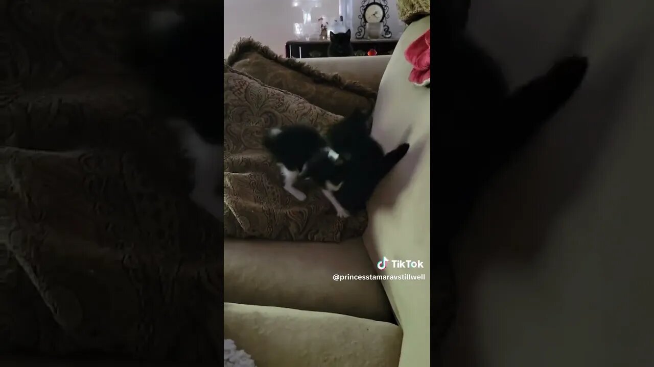 Rescue Kittens Extreme Parkour