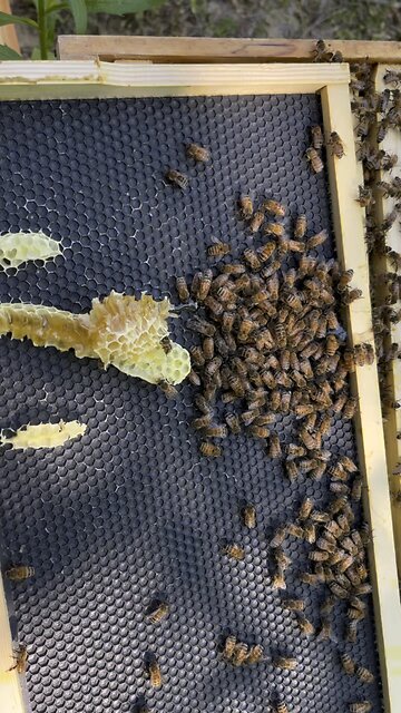 Don’t get any Fresher than that