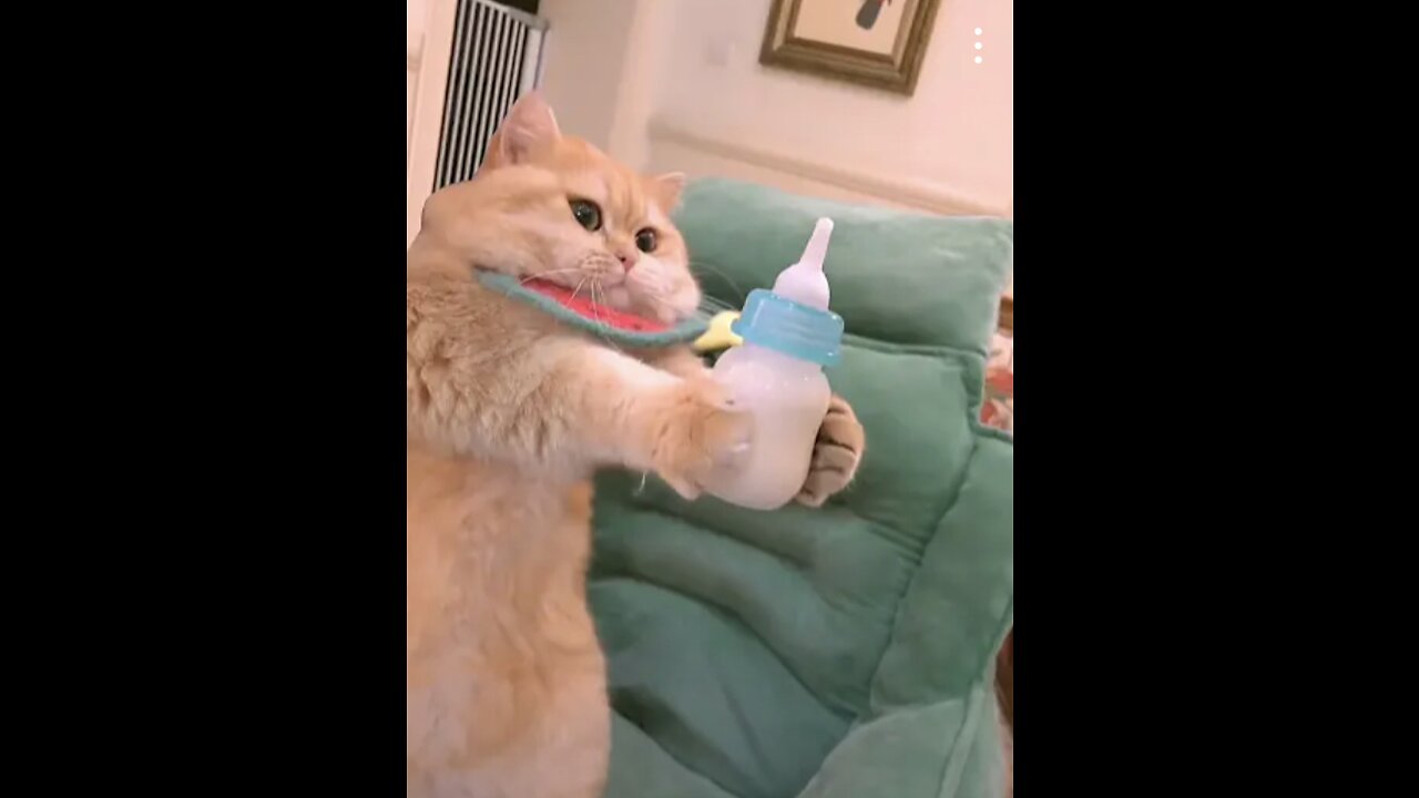 Funny Videos Cats