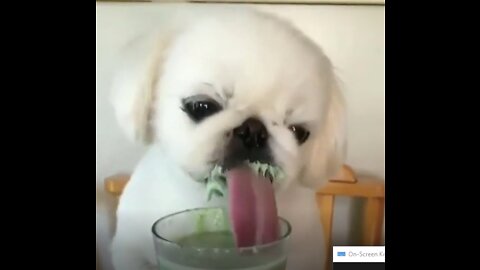 Dog hilariously licks yoghurt- Funny Animals