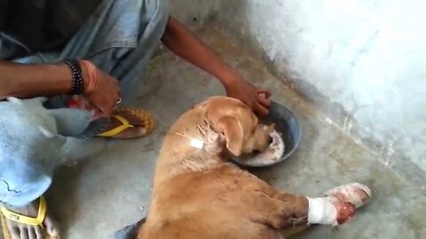 Amazing rescue & recovery of dog hit by train who lost front legs but learns to walk on two!