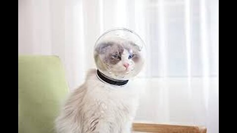 Catstronaut lol