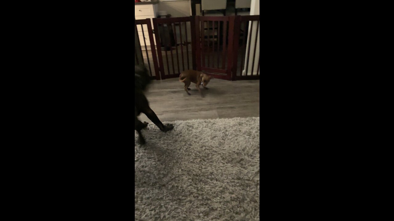 Chihuahua is not in the mood