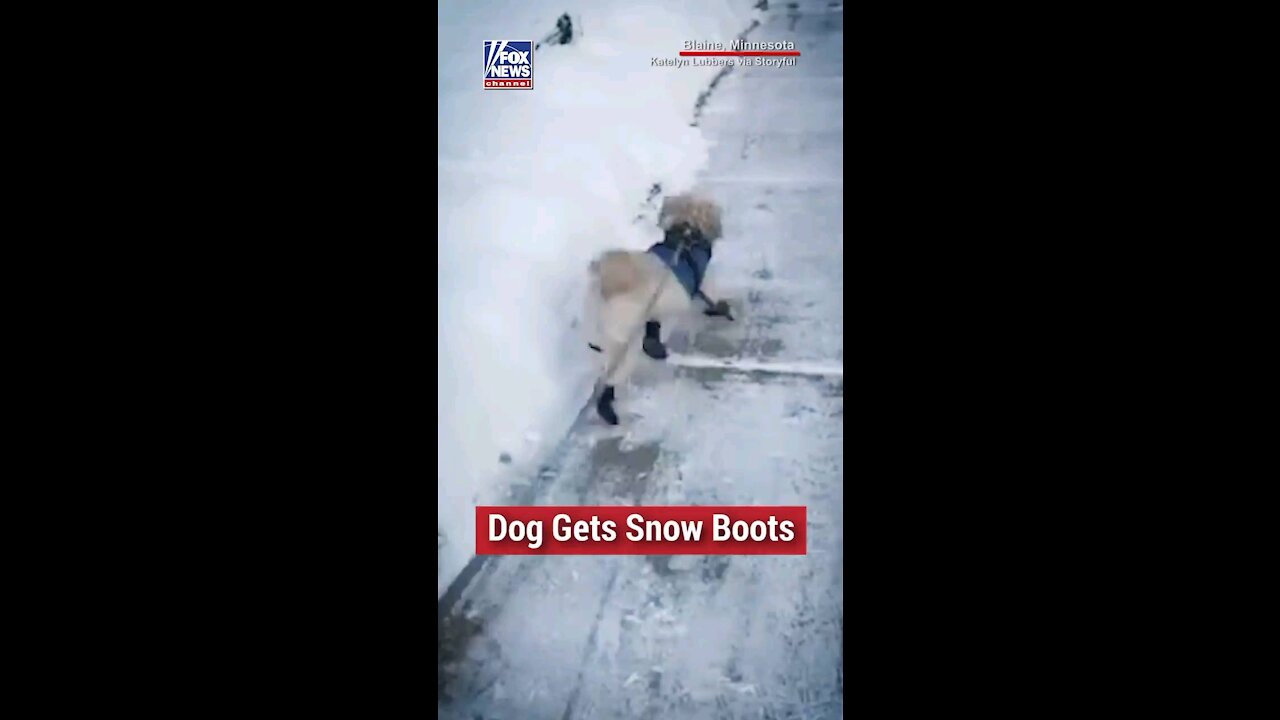 Watch one pup in Minnesota hilariously test out his new snow boots during an icy walk.