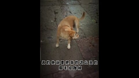 狗子:我不要面子？