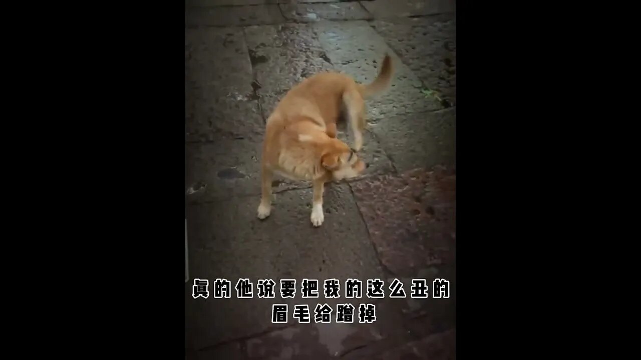 狗子:我不要面子?