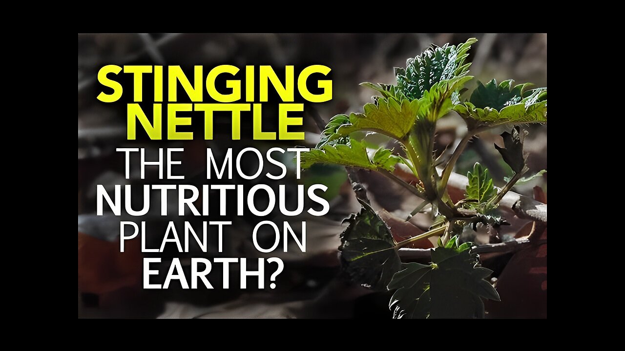 Stinging Nettle — The Most Nutritious Plant On Earth?