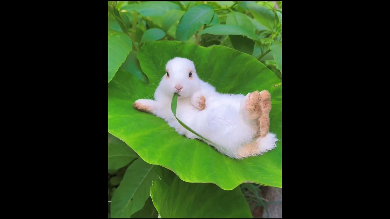 Cute rabbit eat grass ### nature #####vkj