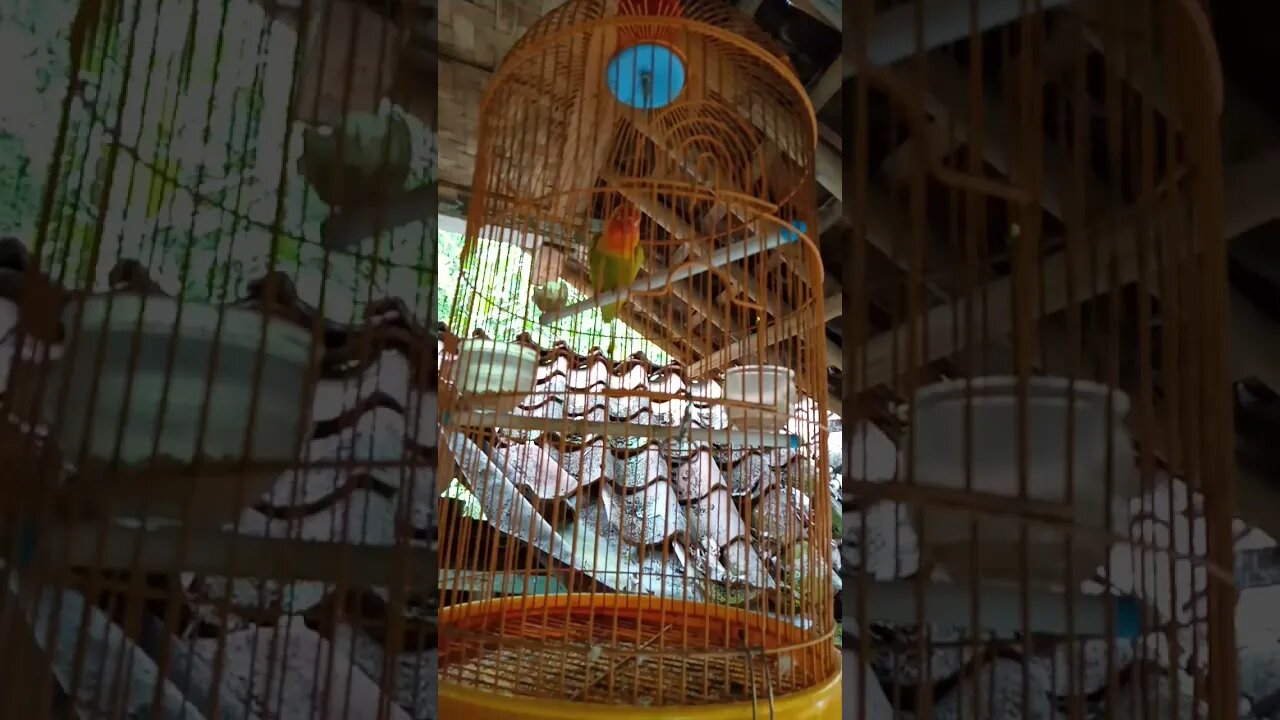 Burung LoveBird ngoceh