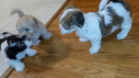 K Litter - Kitchen Play Time(2)