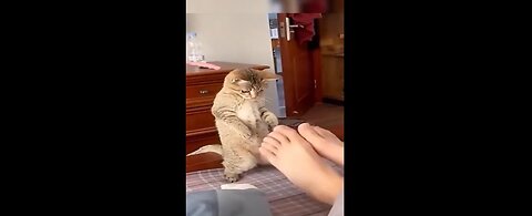 Funny animal videos that will make you laugh