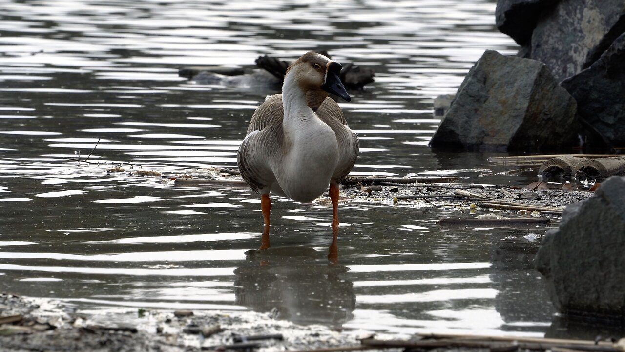 CatTV: Big Duckie standing in water