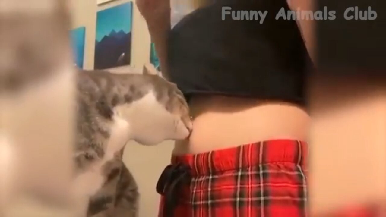 Danger cat videos