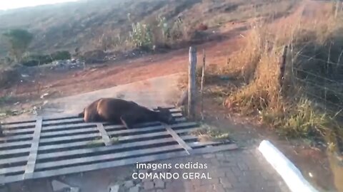 Viralizou na web: Cavalo fica preso em mata-burro e foi resgatado pelos Bombeiros hoje de manhã.