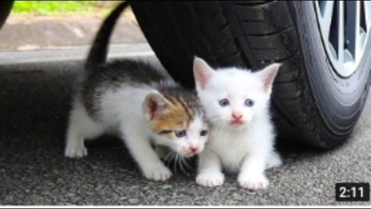 Experiment car vs baby cats-kitten