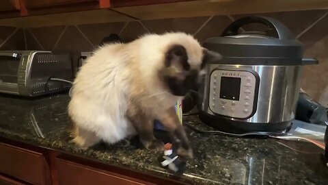 Life with a Siamese summed up in 13 seconds