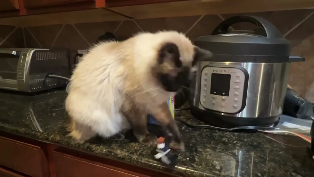 Life with a Siamese summed up in 13 seconds