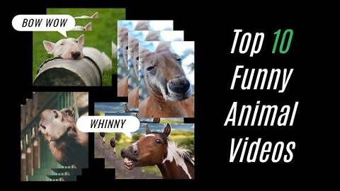 Funny animal videos in 2023