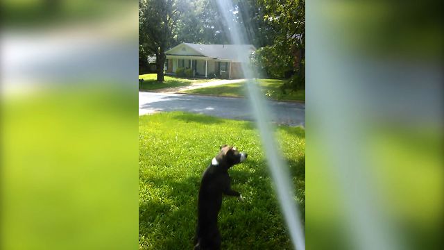 Puppy's Summertime Fun