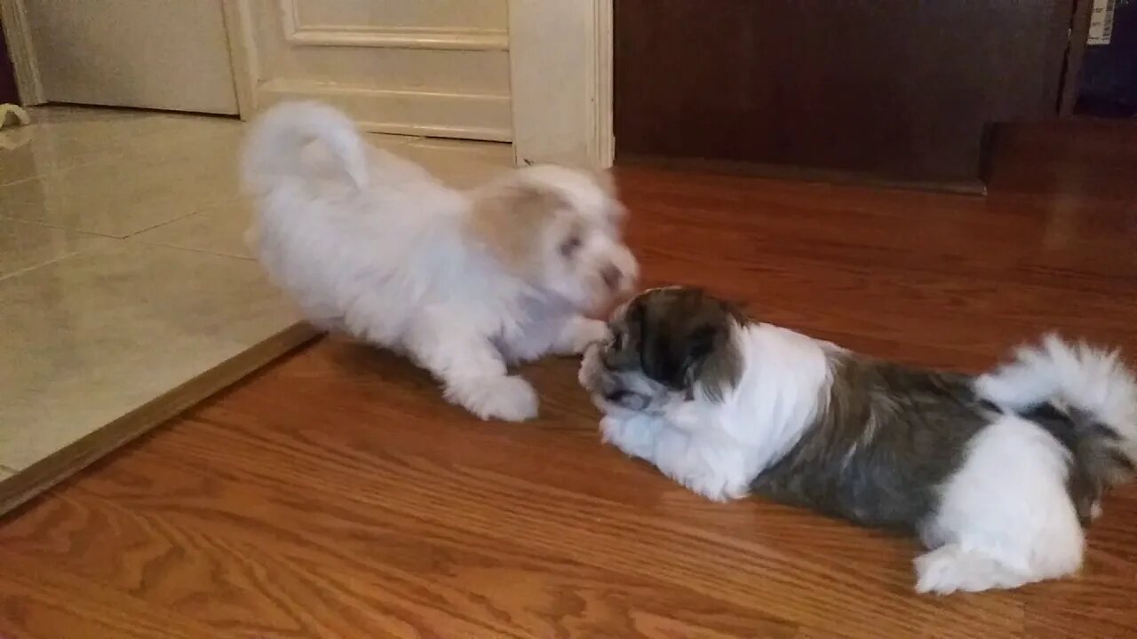 Highborn Havanese Puppies Playtime(2)
