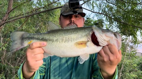 Giant Bass go AIRBORNE in Snake Infested Water!