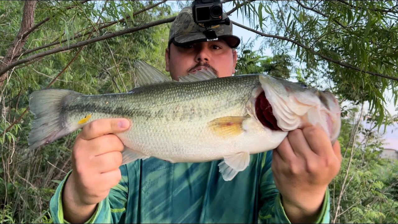 Giant Bass go AIRBORNE in Snake Infested Water!