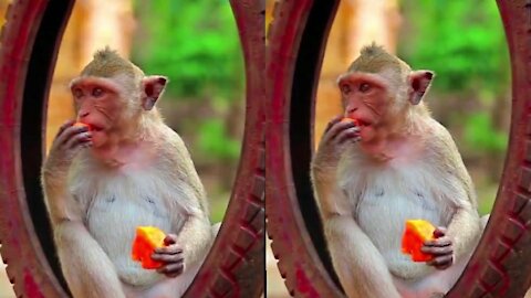 Cute Monkey Eating Fruit🐒