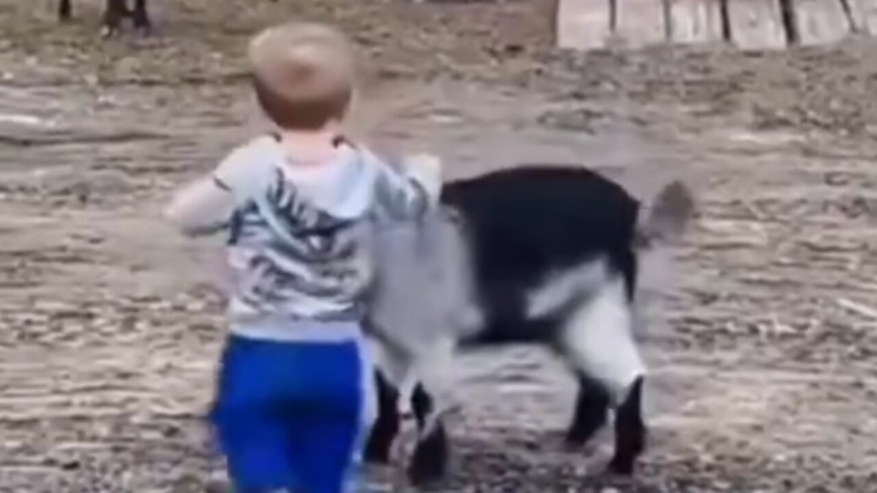 Goat funny video keep enjoying my videos and follow me and like my videos