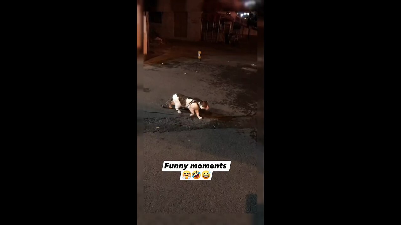 funny animal
