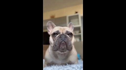 You’re Gorgeous | Mochi The French Bulldog