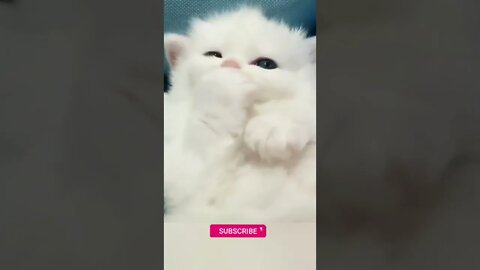 funny cat videos | cute cat videos| cute animals funny cats #shorts #shortsfunny #cutecat #funnycat
