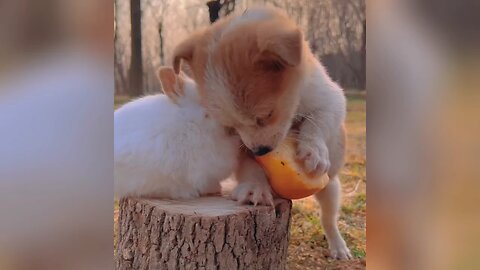 Food protecting puppy